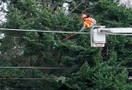 A worker from Wilhelm LLC using one of their trucks to clear branches away from the power lines.